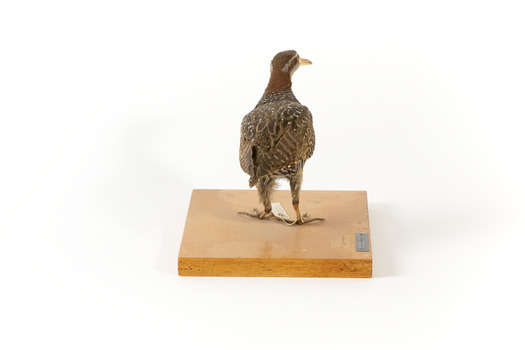 Rear of the Buff-Banded Rail