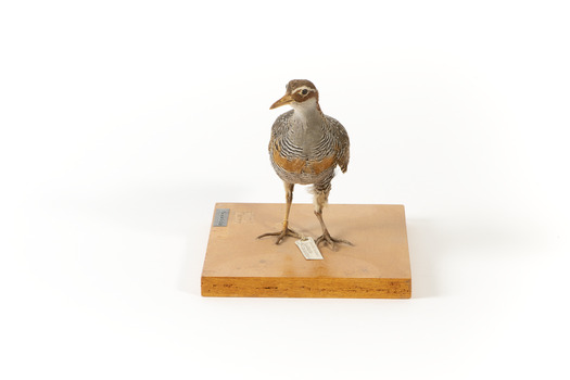 Buff-Banded Rail standing front on and looking slightly to the right