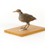 A Buff-Banded Rail standing front left