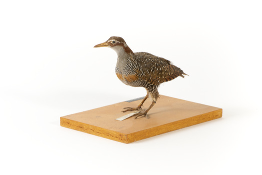 A Buff-Banded Rail standing front left