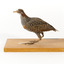 Buff-Banded Rail standing left