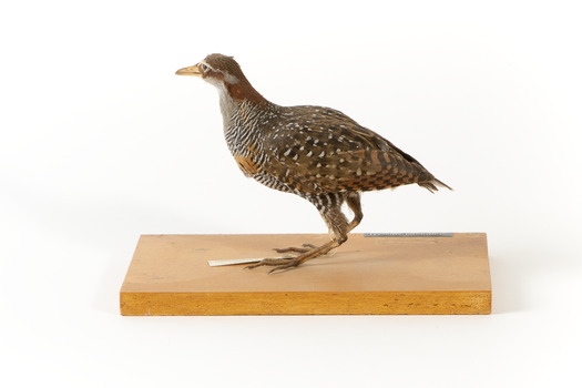 Buff-Banded Rail standing left