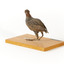 Rear left of the Buff-Banded Rail