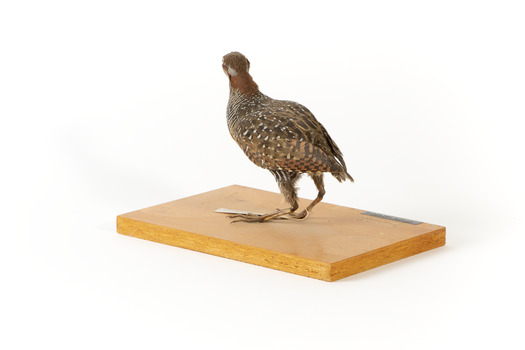 Rear left of the Buff-Banded Rail