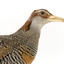 Close up of head of Buff-Banded Rail