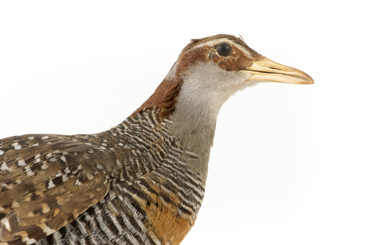 Close up of head of Buff-Banded Rail