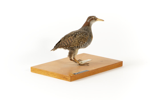 Right side of the rear of the Buff-Banded Rail
