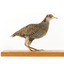 Right side of the Buff-Banded Rail