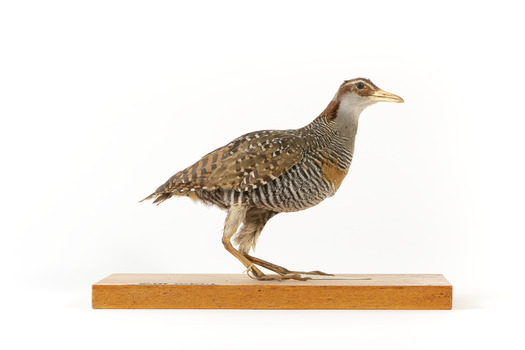 Right side of the Buff-Banded Rail