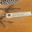 Paper tag attached to leg of Buff-Banded Rail