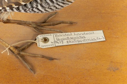 Paper tag attached to leg of Buff-Banded Rail