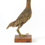 Australian Spotted Crake facing right and looking towards back top left