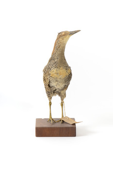 Australian Spotted Crake standing front on and looking towards its left