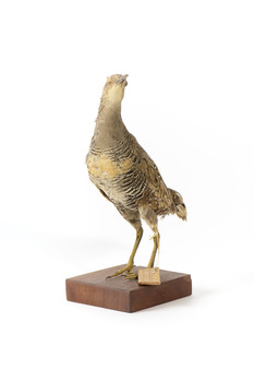 Australian Spotted Crake standing front left and looking to its left