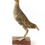 Australian Spotted Crake facing left and looking front left