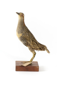Australian Spotted Crake facing left and looking front left
