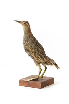 Australian Spotted Crake facing back left and looking towards front