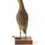 Rear of an Australian Spotted Crake looking upwards towards its left