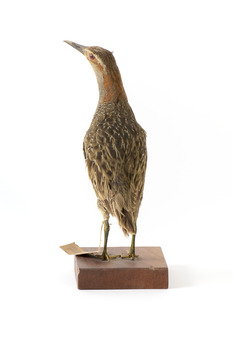 Rear of an Australian Spotted Crake looking upwards towards its left