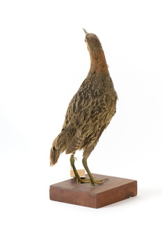 Rear of an Australian Spotted Crake facing top left