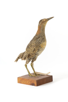 Front right of an Australian spotted crake