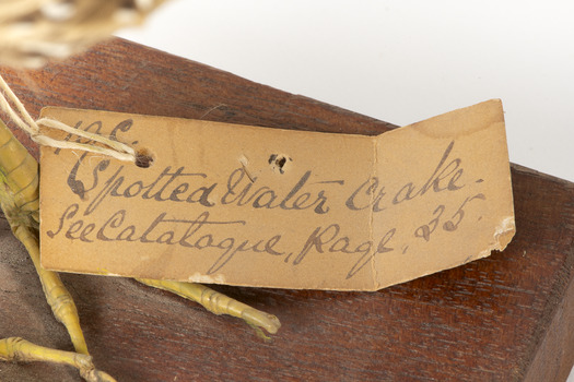 Close up of paper identification tag
