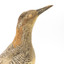 Close up of the specimen's right side head 