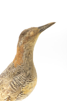 Close up of the specimen's right side head 