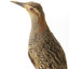 Close up of the left side of the Australian Spotted Crake head