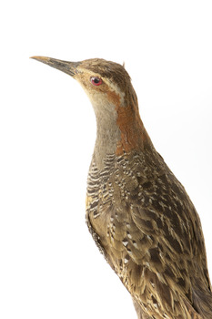 Close up of the left side of the Australian Spotted Crake head