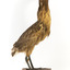 The right side of an Australaisn Bittern 