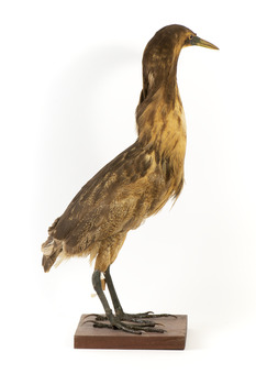 The right side of an Australaisn Bittern 