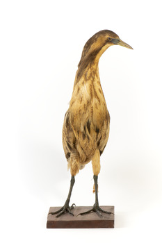 An Australasian Bittern standing front on and looking towards the left