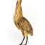 An Australaisn Bittern standing front left and looking forwards