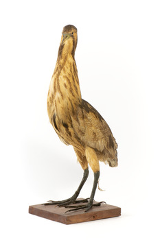 An Australaisn Bittern standing front left and looking forwards
