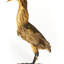 An Australaisn Bittern standing left