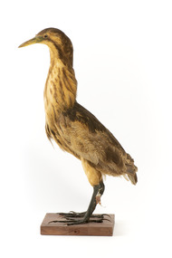 An Australaisn Bittern standing left