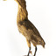 Australaisn Bittern facing back left and looking over left wing towards the front