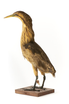 Australaisn Bittern facing back left and looking over left wing towards the front