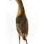 Rear of an Australaisn Bittern looking towards the left.