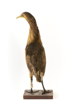 Rear of an Australaisn Bittern looking towards the left.