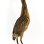 An Australiasn Bittern facing back right and looking towards the back left.