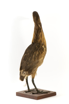 An Australiasn Bittern facing back right and looking towards the back left.