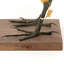Close up of the Australaisn Bittern legs
