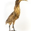 Australaisn Bittern facing front right and looking towards its left