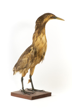 Australaisn Bittern facing front right and looking towards its left