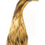 Close up of the head and torso of the Australaisn Bittern
