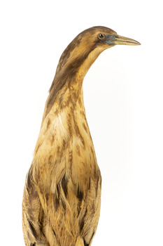 Close up of the head and torso of the Australaisn Bittern
