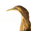 Close up of the left side of the Australaisn Bittern head