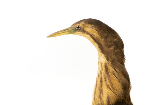 Close up of the left side of the Australaisn Bittern head